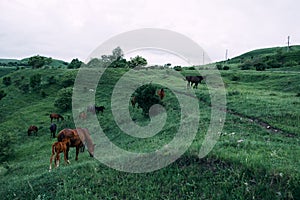 herd of horses in a field green grass landscape wilderness