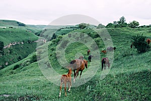 herd of horses in a field green grass landscape wilderness