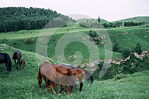 herd of horses in a field green grass landscape wilderness