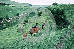 herd of horses in a field green grass landscape wilderness