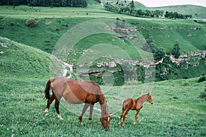 herd of horses in a field green grass landscape wilderness