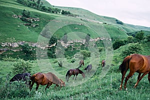 herd of horses in a field green grass landscape wilderness