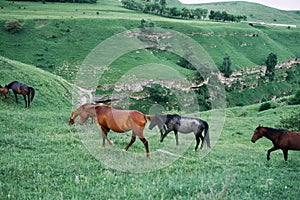 herd of horses in a field green grass landscape wilderness