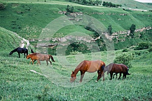 herd of horses in a field green grass landscape wilderness