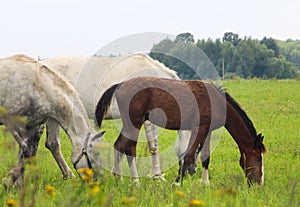 herd of horses
