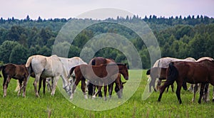 herd of horses