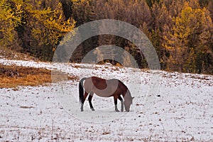 A herd of horses on the first snow