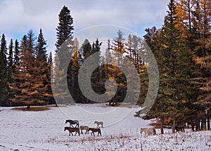 A herd of horses on the first snow