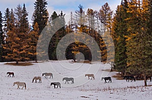 A herd of horses on the first snow