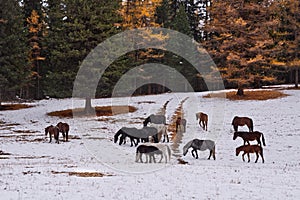 A herd of horses on the first snow