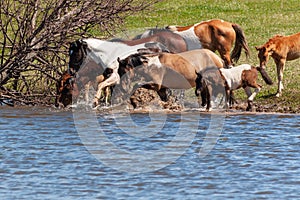 A herd of horses with foals drink water from the pond and frolic.