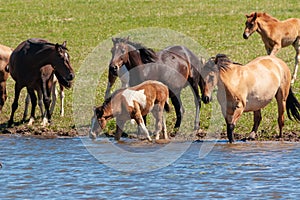 A herd of horses with foals drink water from a pond on a hot, summer day.