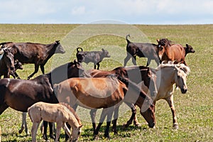 A herd of horses with foals drink water from a pond on a hot, summer day