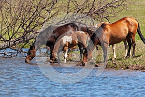 A herd of horses with foals drink water from a pond on a hot, summer day. Bashkiria