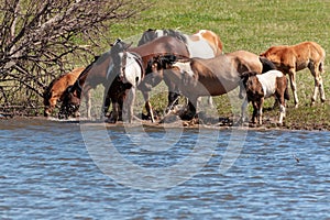 A herd of horses with foals drink water from a pond on a hot, summer day. Bashkiria