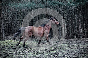 Herd of horses in the forest