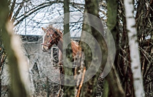 Herd of horses in the forest