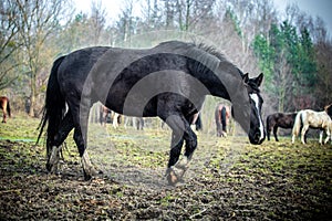 Herd of horses in the forest