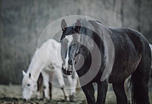 Herd of horses in the forest