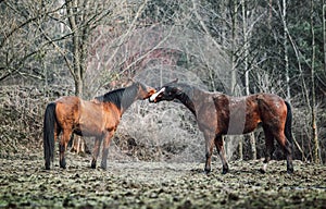 Herd of horses in the forest