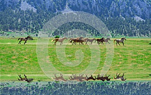 Herd of horses galloping