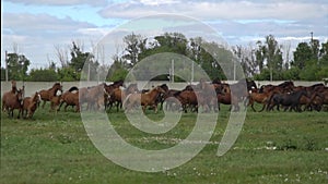 Herd of horses galloping on the background of green field