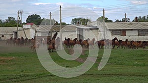 Herd of horses galloping on the background of an old abandoned farm