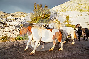 Herd of horses galloping down a road in the mountains, Biokovo, Croatia. Before the storm