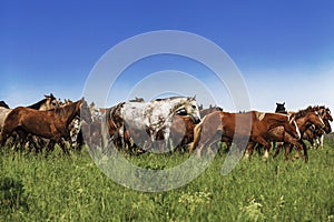 A herd of horses galloping in the field