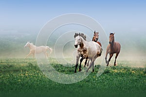 A herd of horses galloping in the mist on a neutral background