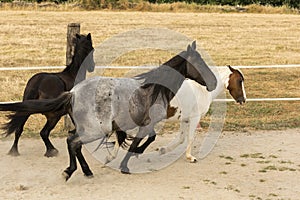Herd of horses galloping in the sand