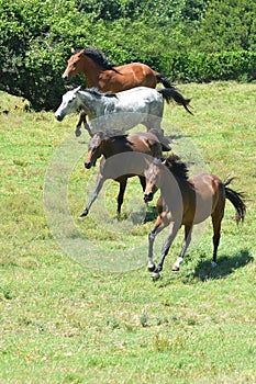 Herd of horses galloping together