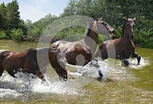 Herd of horses galloping on the water