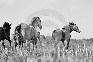 A herd of horses gallops