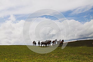 A herd of horses gallops across the field. The concept of farming and livestock. Free life