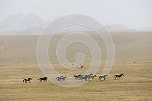 A herd of horses gallops across the steppe at Song Kul Lake