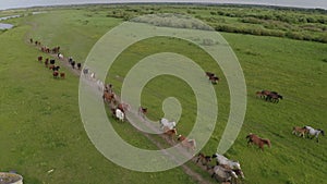 A herd of horses gallops through a green meadow along the river