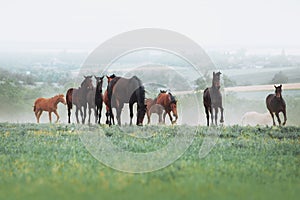 The herd of horses graze in the field against the background of the landscape and the morning haze. photo