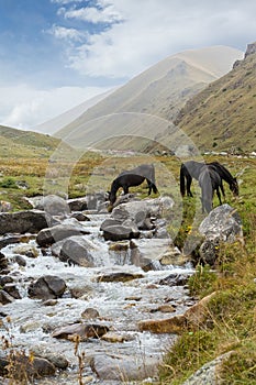 Herd of horses graze in a high mountain gorge