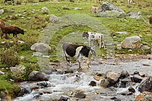 Herd of horses graze in a high mountain gorge