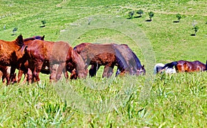The herd of horses is grazed on a meadow