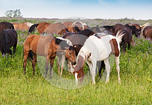 Herd of horses is grazed on a summer meadow