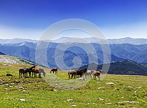 A herd of horses grazing in the Altai mountains