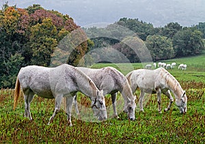 Herd of horses grazing in autumn