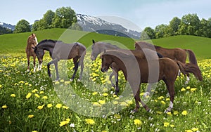 Herd of horses grazing on the background of mountains