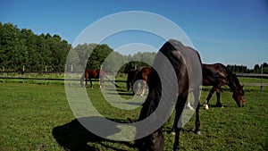 Herd of horses grazing and eating grass at rural field on livestock farm
