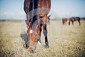 A herd of horses grazing on the field