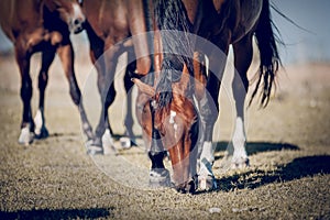 A herd of horses grazing on the field