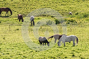 Herd of horses grazing in field