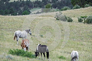 Herd of horses grazing in field